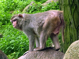 Смотреть фото Макак-резус Фото Макак-резус