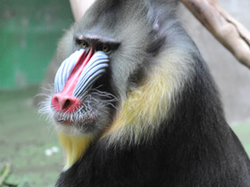 Смотреть фото Мандрил Фото Мандрил