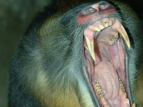 Смотреть фото Мандрил Фото Мандрил