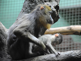 Смотреть фото Мандрил Фото Мандрил