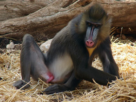 Смотреть фото Мандрил Фото Мандрил