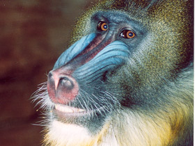 Смотреть фото Мандрил Фото Мандрил