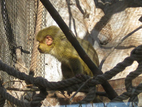 Смотреть фото Карликовая мартышка Фото Карликовая мартышка