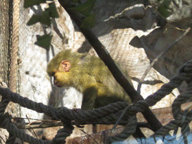 Смотреть фото Карликовая мартышка Фото Карликовая мартышка