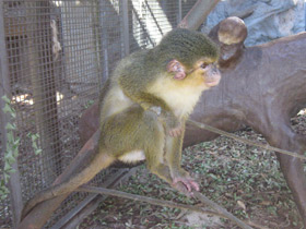 Смотреть фото Карликовая мартышка Фото Карликовая мартышка
