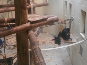 Смотреть фото Бонобо Фото Бонобо