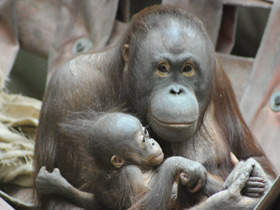 Смотреть фото Борнейский орангутан Фото Борнейский орангутан