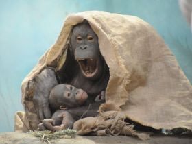 Борнейский орангутан Борнейский орангутан