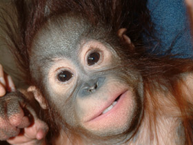 Смотреть фото Борнейский орангутан Фото Борнейский орангутан