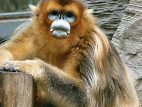 Смотреть фото Рокселланов ринопитек Фото Рокселланов ринопитек