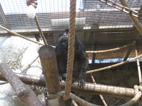 Смотреть фото Черный ревун Фото Черный ревун