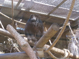 Смотреть фото Черный ревун Фото Черный ревун