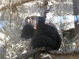 Смотреть фото Черный ревун Фото Черный ревун