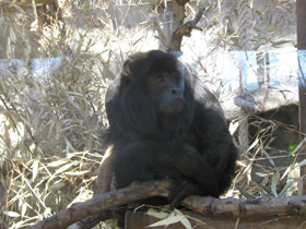 Смотреть фото Черный ревун Фото Черный ревун