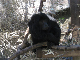 Смотреть фото Черный ревун Фото Черный ревун