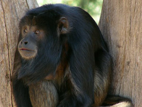 Черный ревун