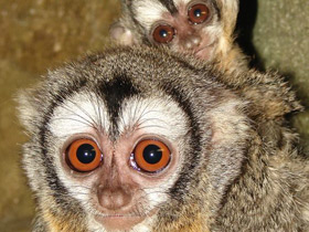 Смотреть фото Боливийская мирикина Фото Боливийская мирикина