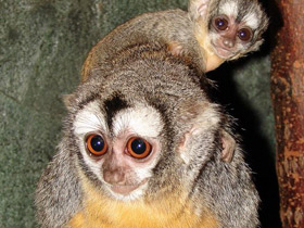 Боливийская мирикина