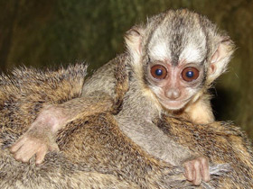 Смотреть фото Боливийская мирикина Фото Боливийская мирикина