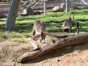 Смотреть фото Колумбийская коата Фото Колумбийская коата