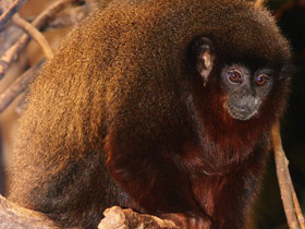 Смотреть фото Медный прыгун Фото Медный прыгун