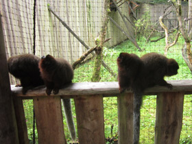 Смотреть фото Медный прыгун Фото Медный прыгун