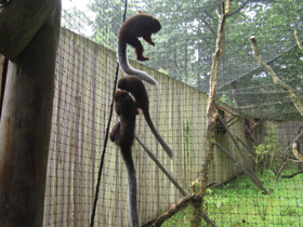 Смотреть фото Медный прыгун Фото Медный прыгун