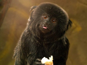 Смотреть фото Гельдиевая каллимико Фото Гельдиевая каллимико