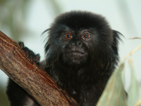 Гельдиевая каллимико Гельдиевая каллимико