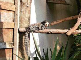 Смотреть фото Игрунка Жоффруа Фото Игрунка Жоффруа