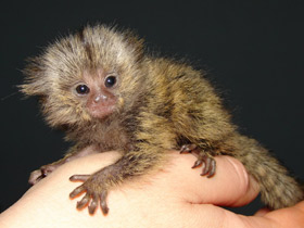 Смотреть фото Обыкновенная игрунка Фото Обыкновенная игрунка