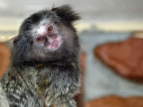 Черноухая игрунка Черноухая игрунка