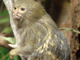 Карликовая игрунка