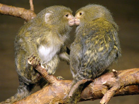 Смотреть фото Карликовая игрунка Фото Карликовая игрунка