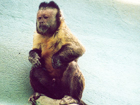 Смотреть фото Об уме обезьян Фото Об уме обезьян