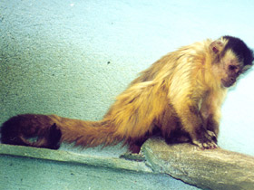 Бурый капуцин Бурый капуцин