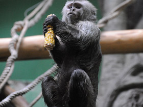 Смотреть фото Капуцин-плакса Фото Капуцин-плакса