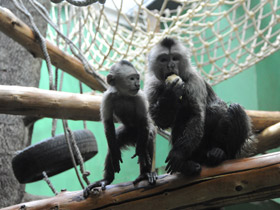 Смотреть фото Капуцин-плакса Фото Капуцин-плакса