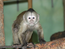 Смотреть фото Капуцин-плакса Фото Капуцин-плакса