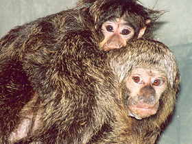 Бледнолиций саки Бледнолиций саки