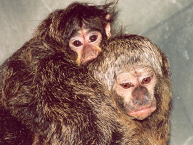 Смотреть фото Бледнолиций саки Фото Бледнолиций саки