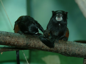 Смотреть фото Буроголовый тамарин Фото Буроголовый тамарин