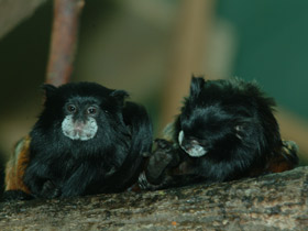 Смотреть фото Буроголовый тамарин Фото Буроголовый тамарин