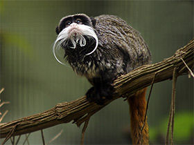 Смотреть фото Императорский тамарин Фото Императорский тамарин