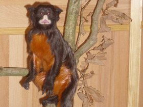 Смотреть фото Краснобрюхий тамарин Фото Краснобрюхий тамарин