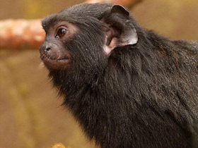 Смотреть фото Краснорукий тамарин Фото Краснорукий тамарин