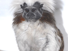 Смотреть фото Эдипов тамарин Фото Эдипов тамарин