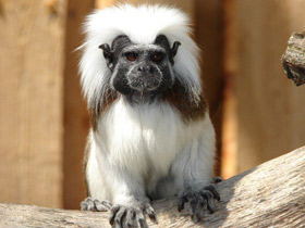 Эдипов тамарин