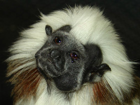 Смотреть фото Эдипов тамарин Фото Эдипов тамарин