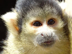 Смотреть фото Боливийский саймири Фото Боливийский саймири